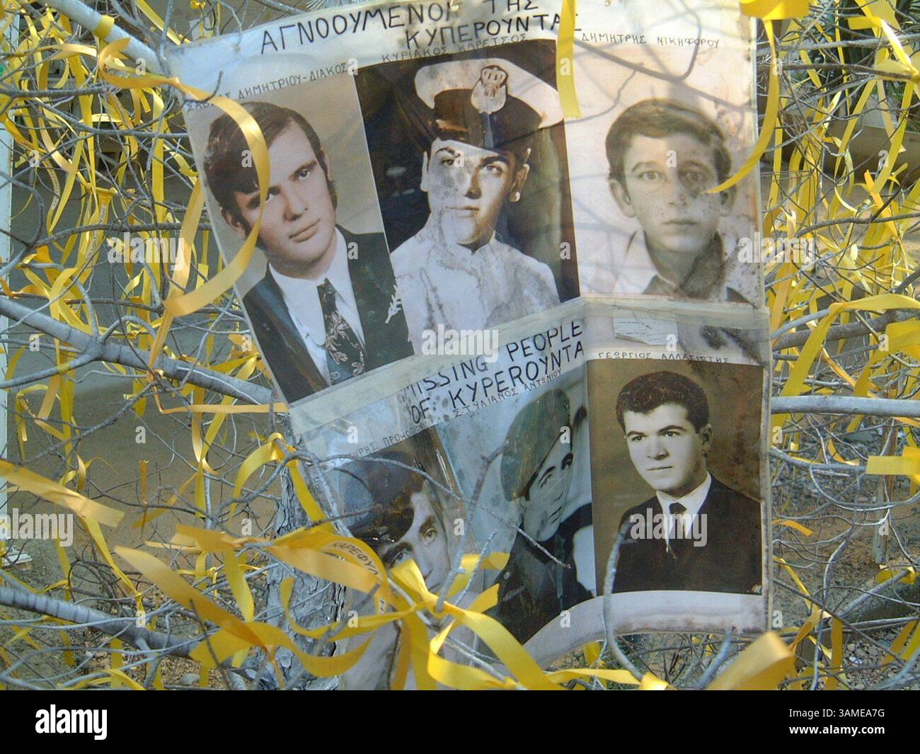 11 gennaio 2002 - Stati Uniti - KRT WORLD NEWS STORY SLUGGED: CYPRUS KRT FOTOGRAFIA DI DANIEL RUBIN/KRT (12 gennaio) questo albero, appeso con nastri gialli e recante immagini di greco-ciprioti scomparsi dal 1974, si trova appena fuori dal checkpoint di Nicosia tra la sezione settentrionale turca e la sezione meridionale greca dell'isola di Cipro l'11 gennaio 2002. (KRT) NC KD BL 2002 (HORIZ.) (kn) (immagine di credito: © PHOTOGNOSOURCE/mct/ZUMAPRESS.com) Foto Stock