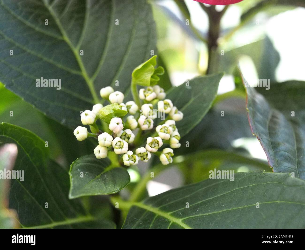 Primo piano delle gemme di un'ortensia macrophylla o ortensia, ortensia bigleaf, ortensia francese, ortensia lacecap, ortensia mophead tra le foglie. Foto Stock