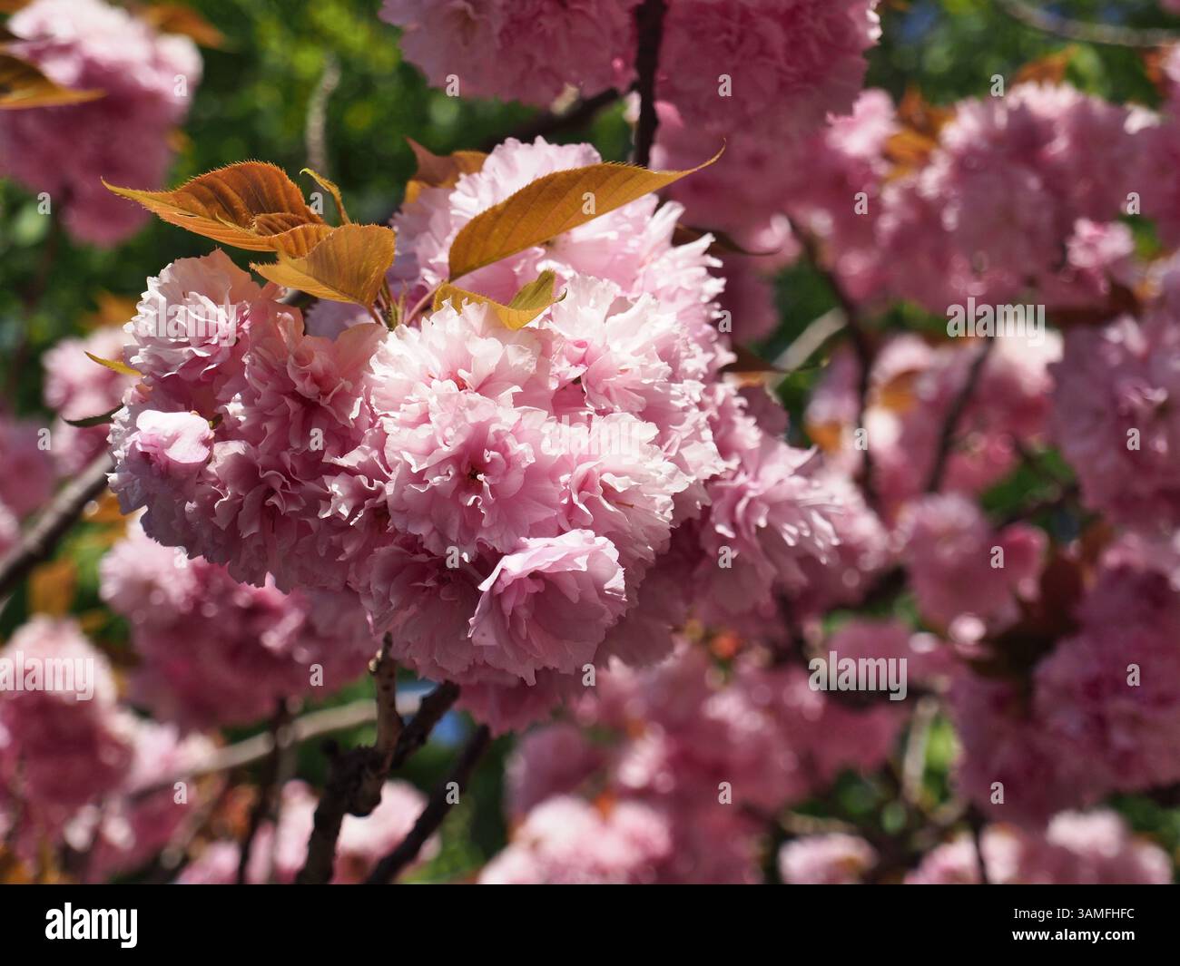 Primo piano della fioritura di un ciliegio giapponese (prunus serrulata Lidl.) nei rami anteriori e nelle foglie. Bonn, Germania, aprile. Concetto: Primavera, sakura, ch Foto Stock