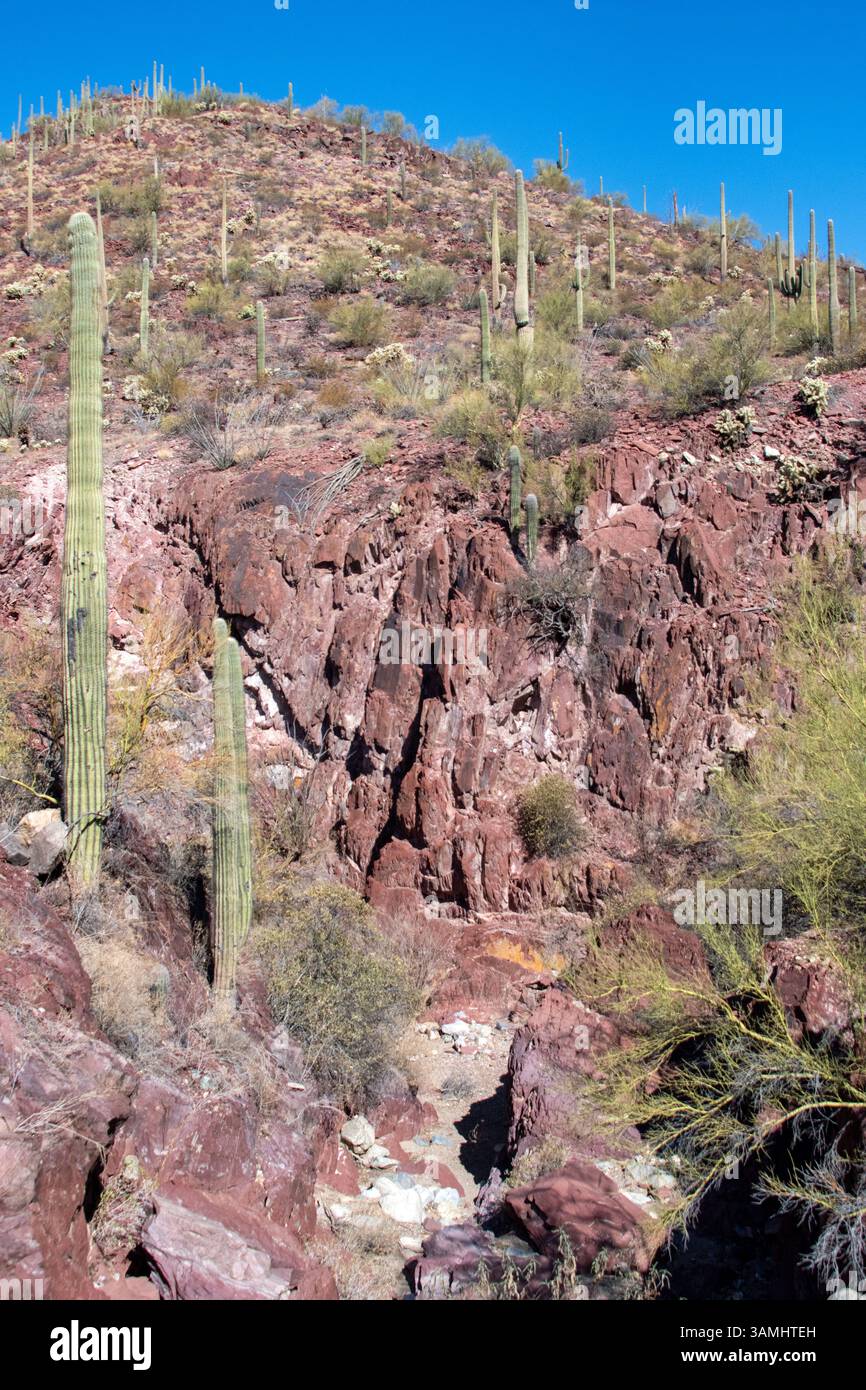 Canyon del deserto di Sonora con pareti di roccia rossa Foto Stock