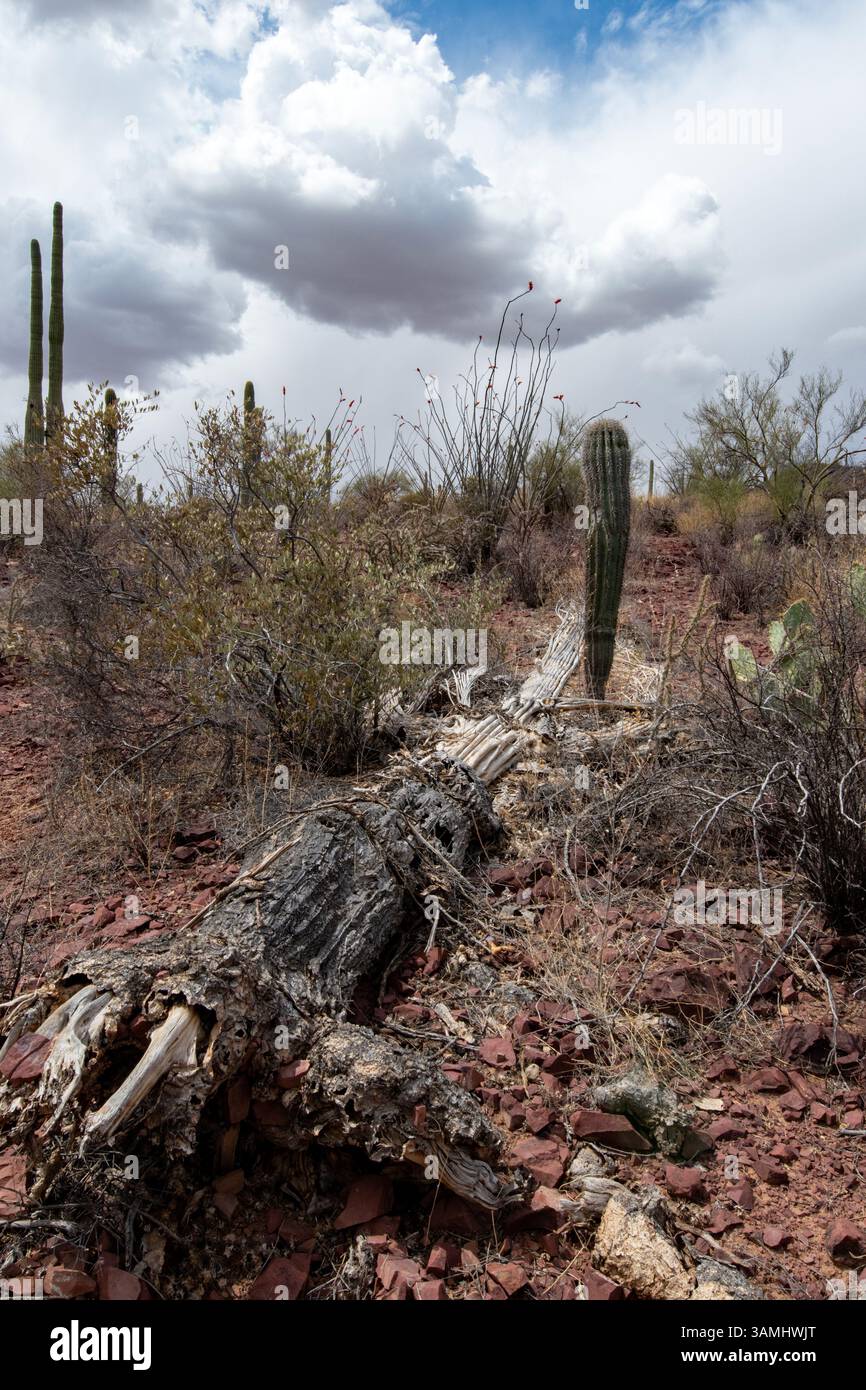 Deserto di Sonora vicino all'area delle Red Hills del Saguaro National Park Foto Stock