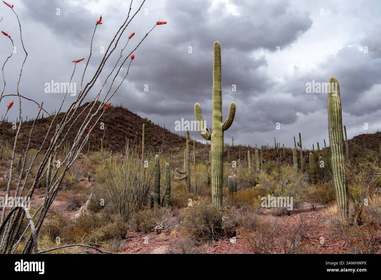 Deserto di Sonora vicino all'area delle Red Hills del Saguaro National Park Foto Stock