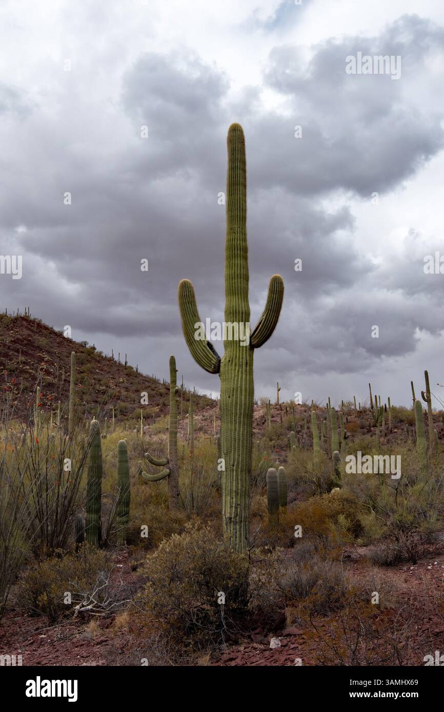 Deserto di Sonora vicino all'area delle Red Hills del Saguaro National Park Foto Stock