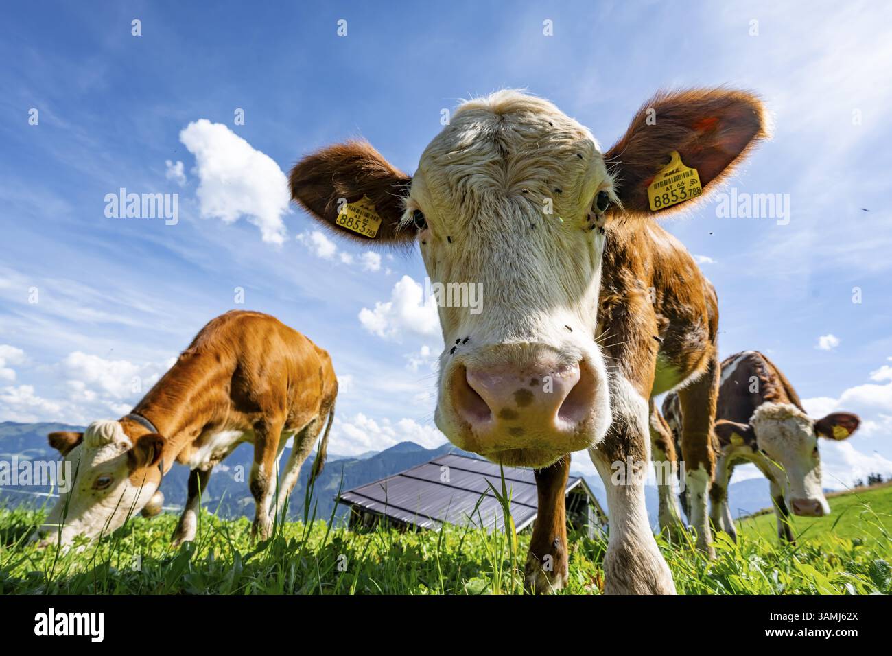 Tre giovani e curiosi vitelli (Bos primigenius taurus), mucche su un prato alpino, che si stendono verso la telecamera, Simmental Cattle, Hochbrixe Foto Stock