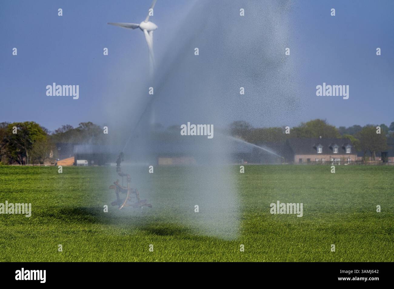 L'irrigazione artificiale di un campo cerealicolo in aprile, con un impianto sprinkler, la lunga stagione di asciutto in primavera rende questo necessario per la crescita delle giovani piante Foto Stock
