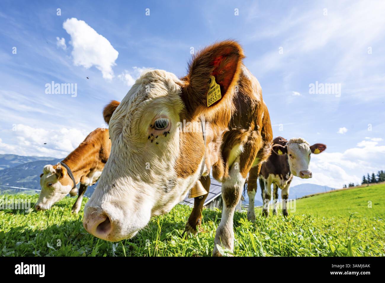 Tre giovani e curiosi vitelli (Bos primigenius taurus), mucche su un prato alpino, che si stendono verso la telecamera, Simmental Cattle, Hochbrixe Foto Stock