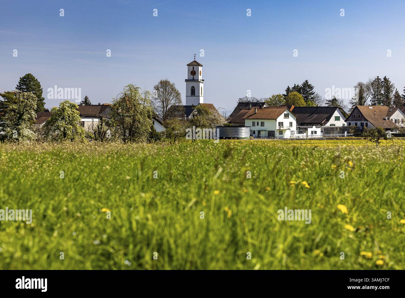 Prati in fiore, vista del villaggio con torre della chiesa sullo sfondo, Guettingen, Thurgau, Svizzera, Europa Foto Stock
