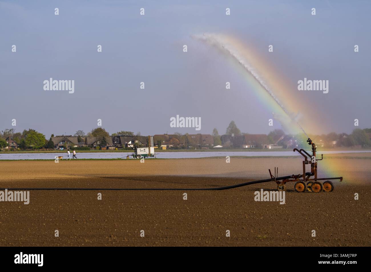 L'irrigazione artificiale di un campo, appena seminato, in aprile, con un impianto sprinkler, il lungo periodo di asciutto in primavera rende questo necessario per le piante giovani Foto Stock