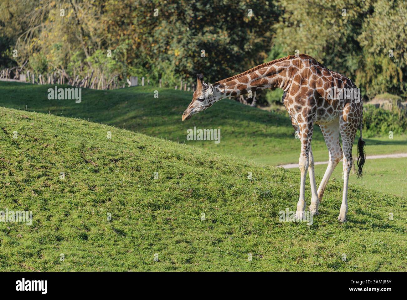 Una giraffa Rothschild (Giraffa camelopardalis camelopardalis) si trova di fronte a una collina verde e non osa salire lì Foto Stock