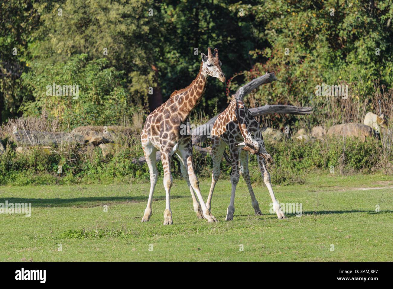 Due giraffe di Rothschild (Giraffa camelopardalis camelopardalis) durante una battaglia a testa in un prato verde Foto Stock