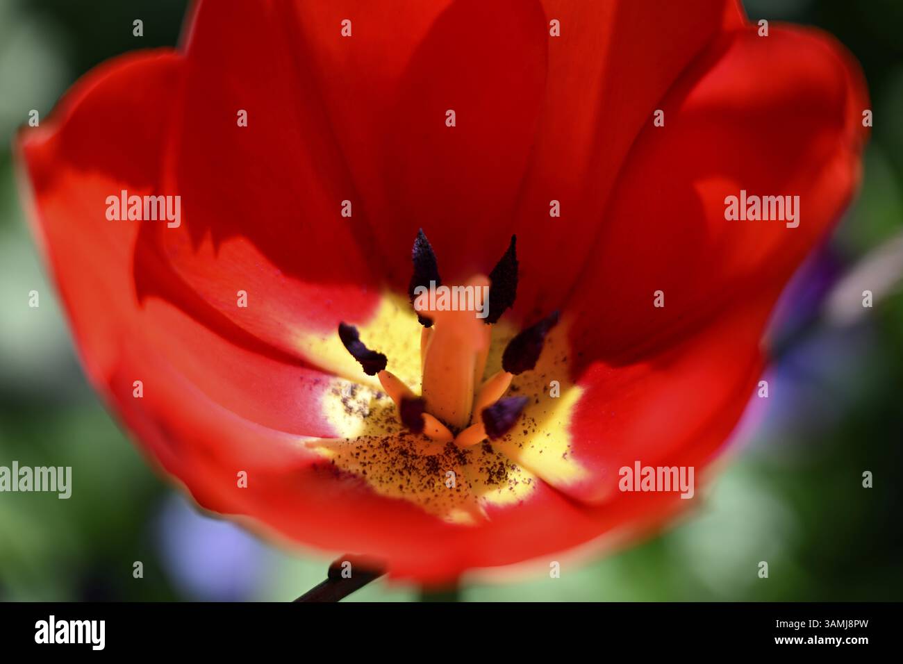 Tulipani da giardino, tulipani di Gesner, tulipani di pappagallo (Tulipa gesneriana) Foto Stock