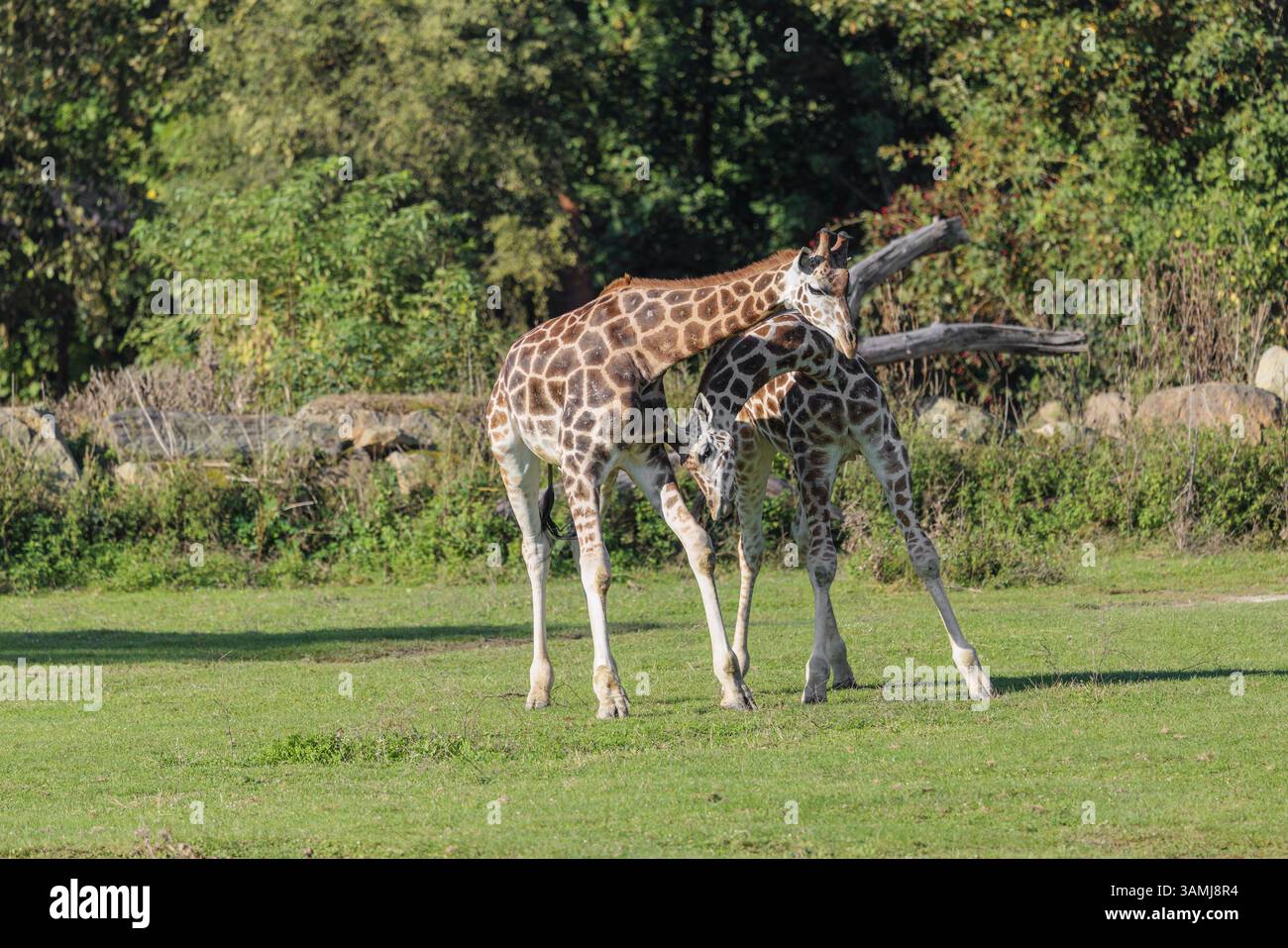 Due giraffe di Rothschild (Giraffa camelopardalis camelopardalis) durante una battaglia a testa in un prato verde Foto Stock