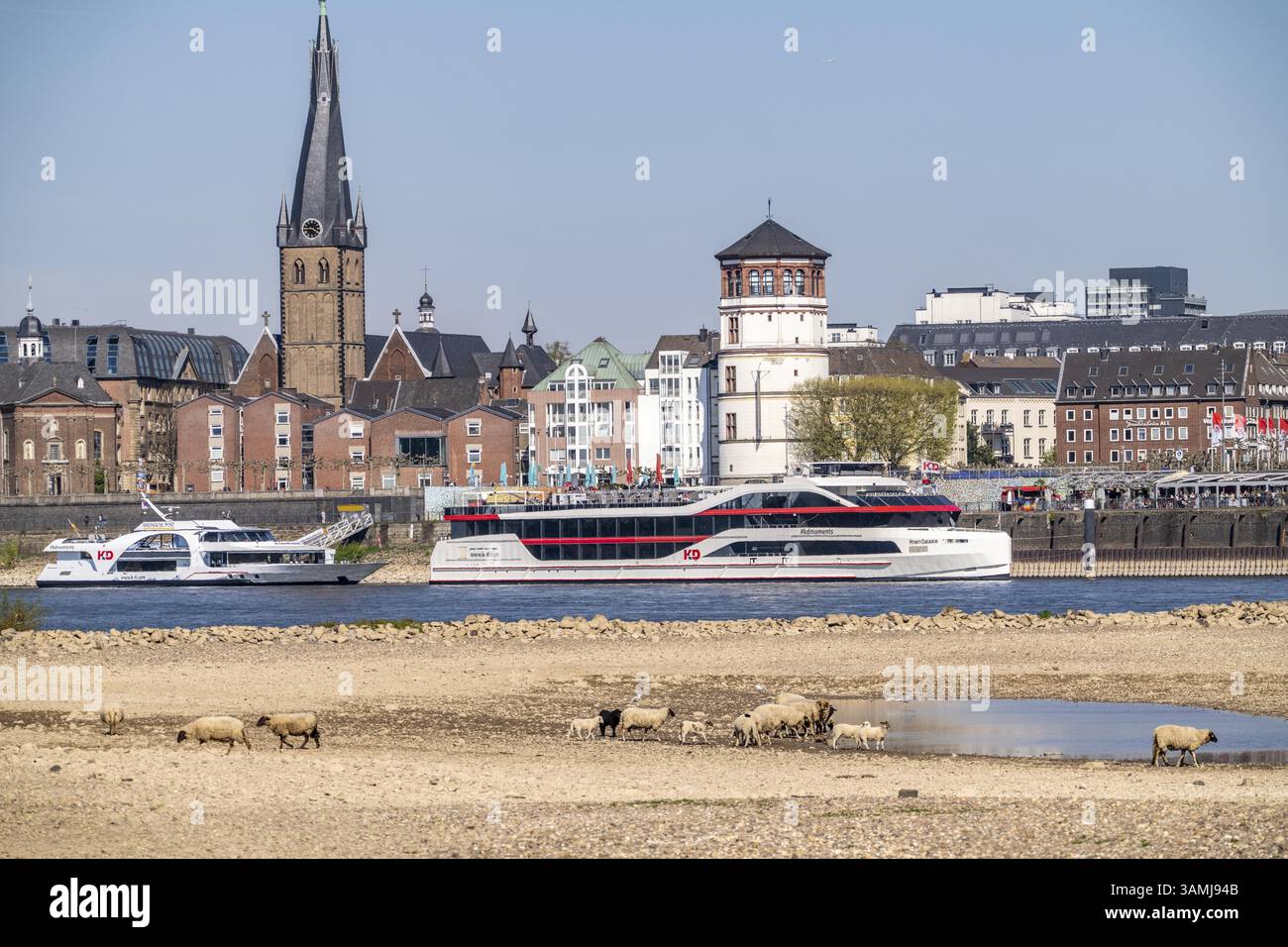 Reno vicino a Duesseldorf, acque estremamente basse, livello del Reno a 114 cm, dopo la marcia più arida e più calda da quando sono iniziati i record meteorologici, la riva sinistra di t Foto Stock