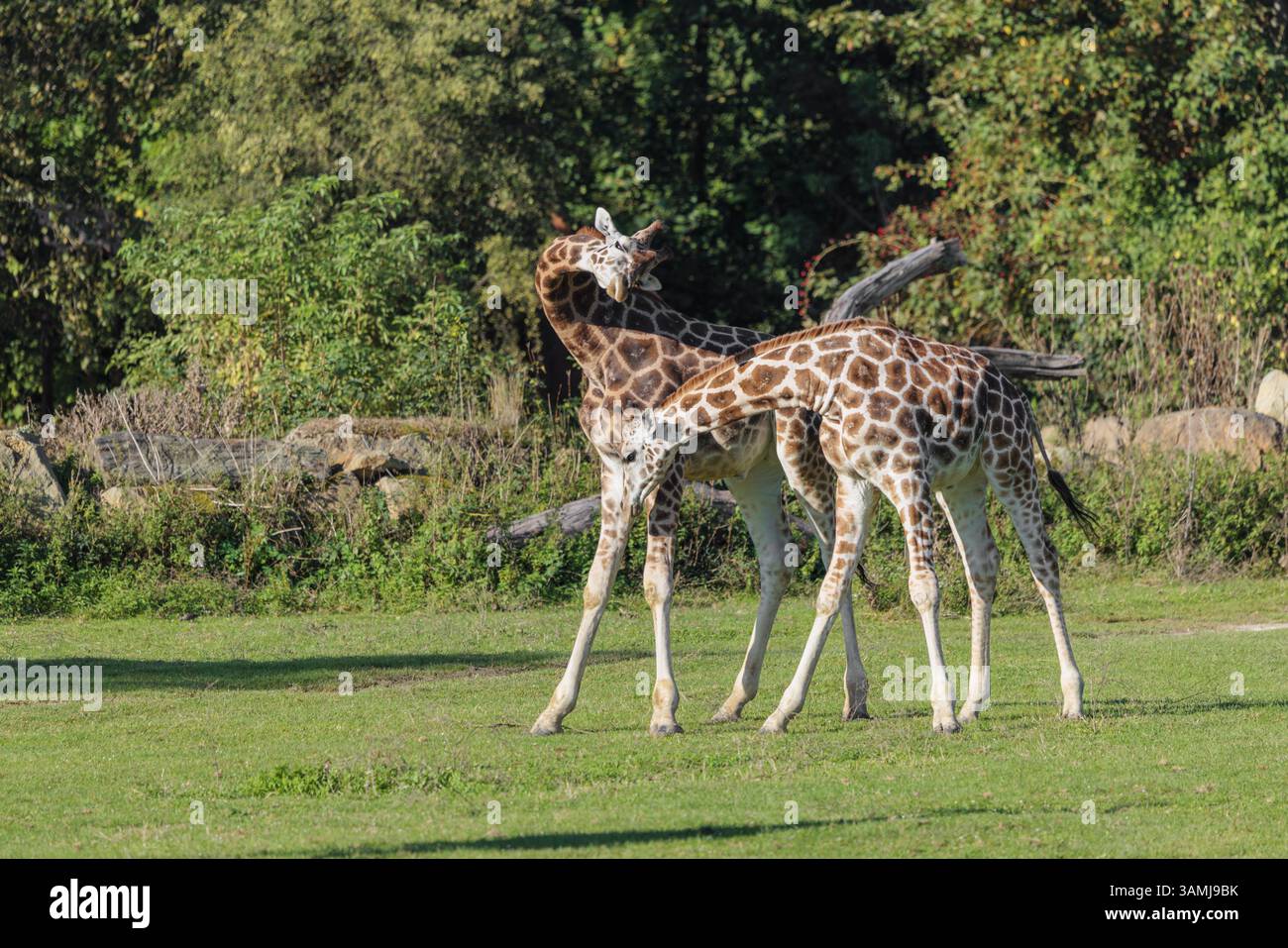 Due giraffe di Rothschild (Giraffa camelopardalis camelopardalis) durante una battaglia a testa in un prato verde Foto Stock