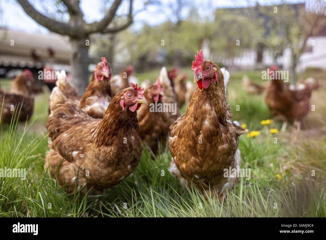Polli all'aperto in un'azienda agricola di Ottersweier, Baden-Wuerttemberg, Germania, Europa Foto Stock