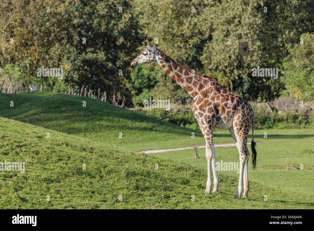 Una giraffa Rothschild (Giraffa camelopardalis camelopardalis) si trova di fronte a una collina verde e non osa salire lì Foto Stock