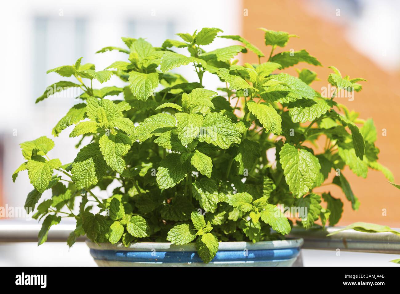 Balsamo al limone (Melissa officinalis), forti germogli in primavera Foto Stock