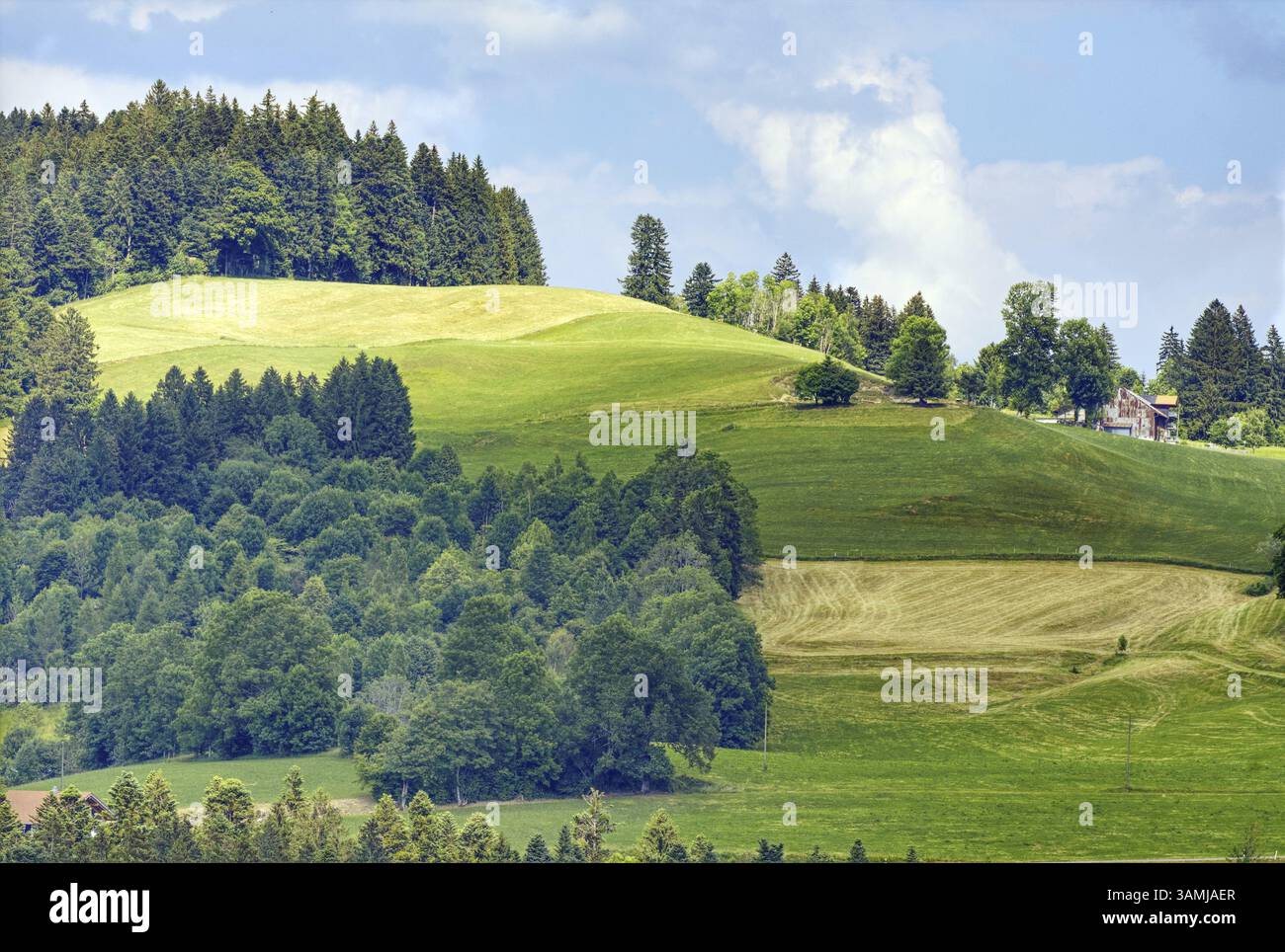 Dolci colline verdi con alberi sparsi e fascino del villaggio, Oberreute, Baviera, Germania, Europa Foto Stock