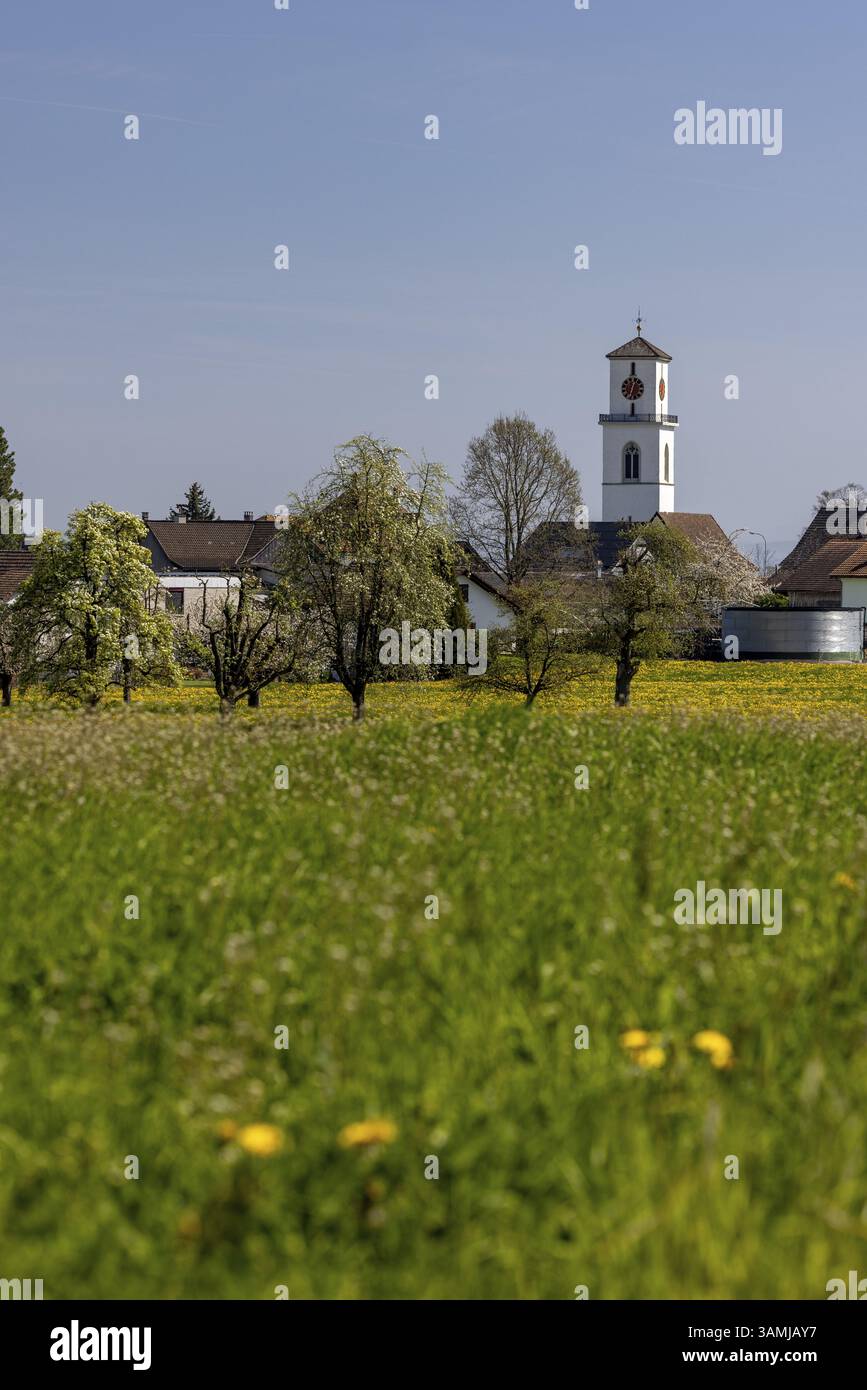 Prati in fiore, vista del villaggio con torre della chiesa sullo sfondo, Guettingen, Thurgau, Svizzera, Europa Foto Stock