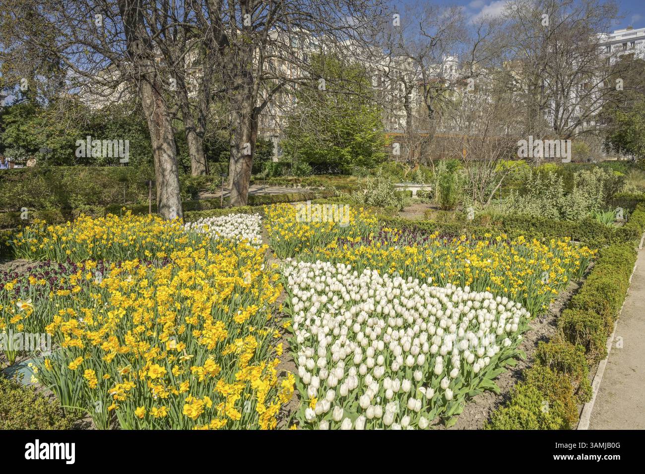 Giardino botanico, Real Jardin Botanico de Madrid, Plaza Murillo, Madrid, Spagna, Europa Foto Stock