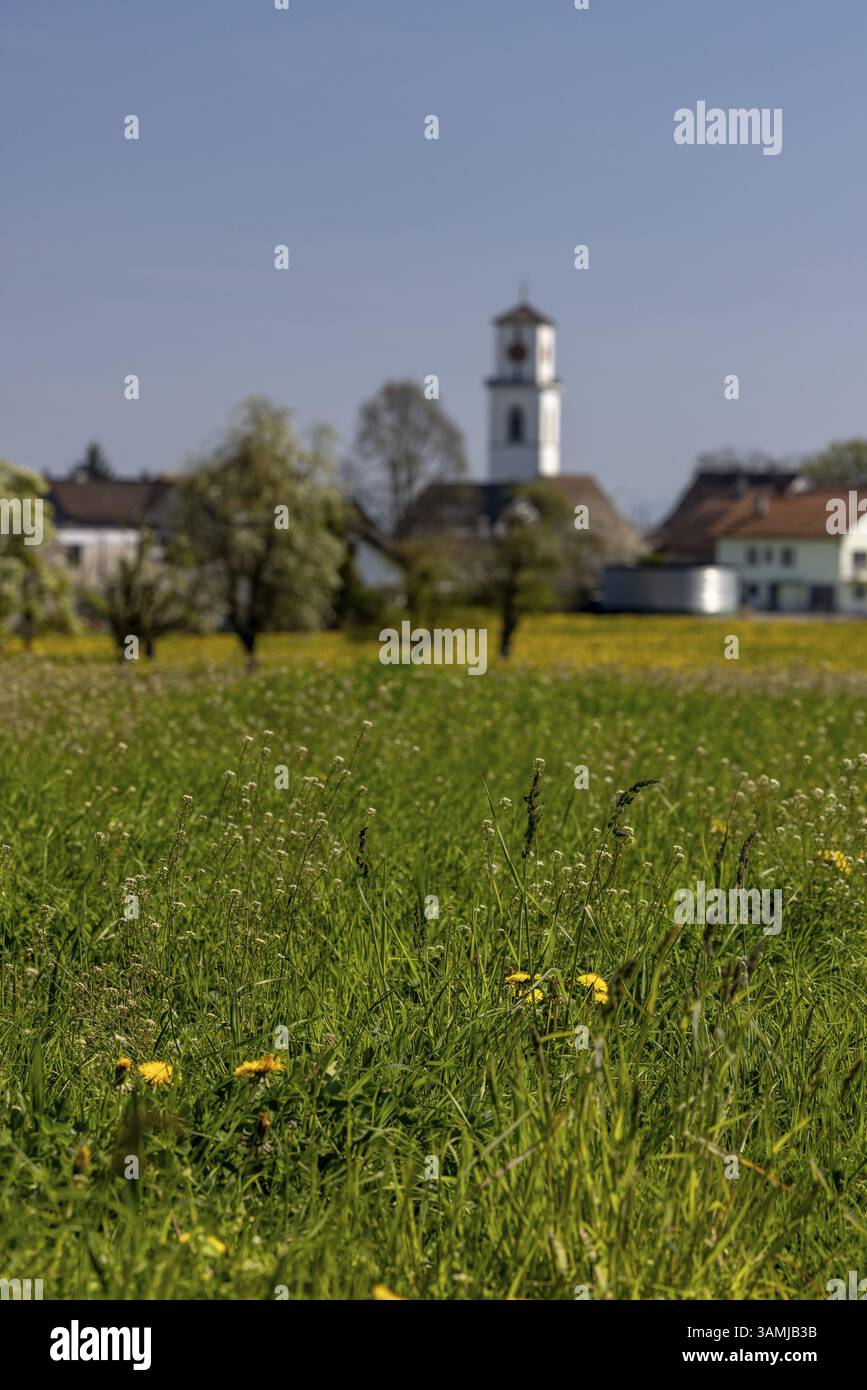 Prati in fiore, vista del villaggio con torre della chiesa sullo sfondo, Guettingen, Thurgau, Svizzera, Europa Foto Stock