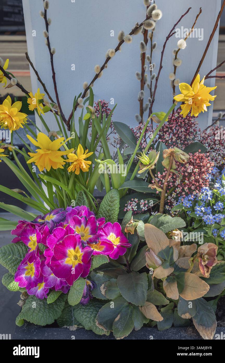 Fioriera con fiori primaverili, Allgaeu, Svevia, Baviera, Germania, Europa Foto Stock