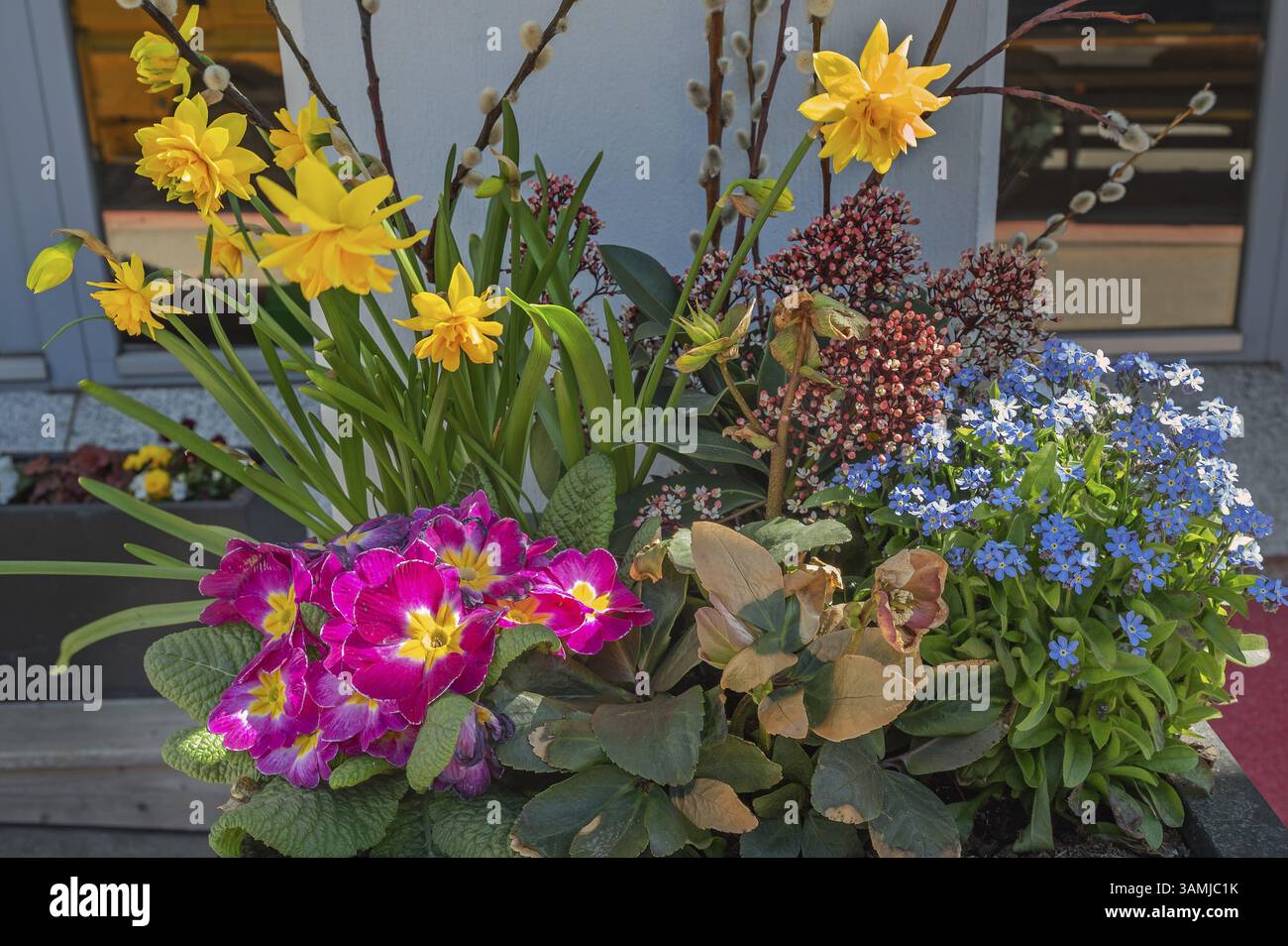 Fioriera con fiori primaverili, Allgaeu, Svevia, Baviera, Germania, Europa Foto Stock