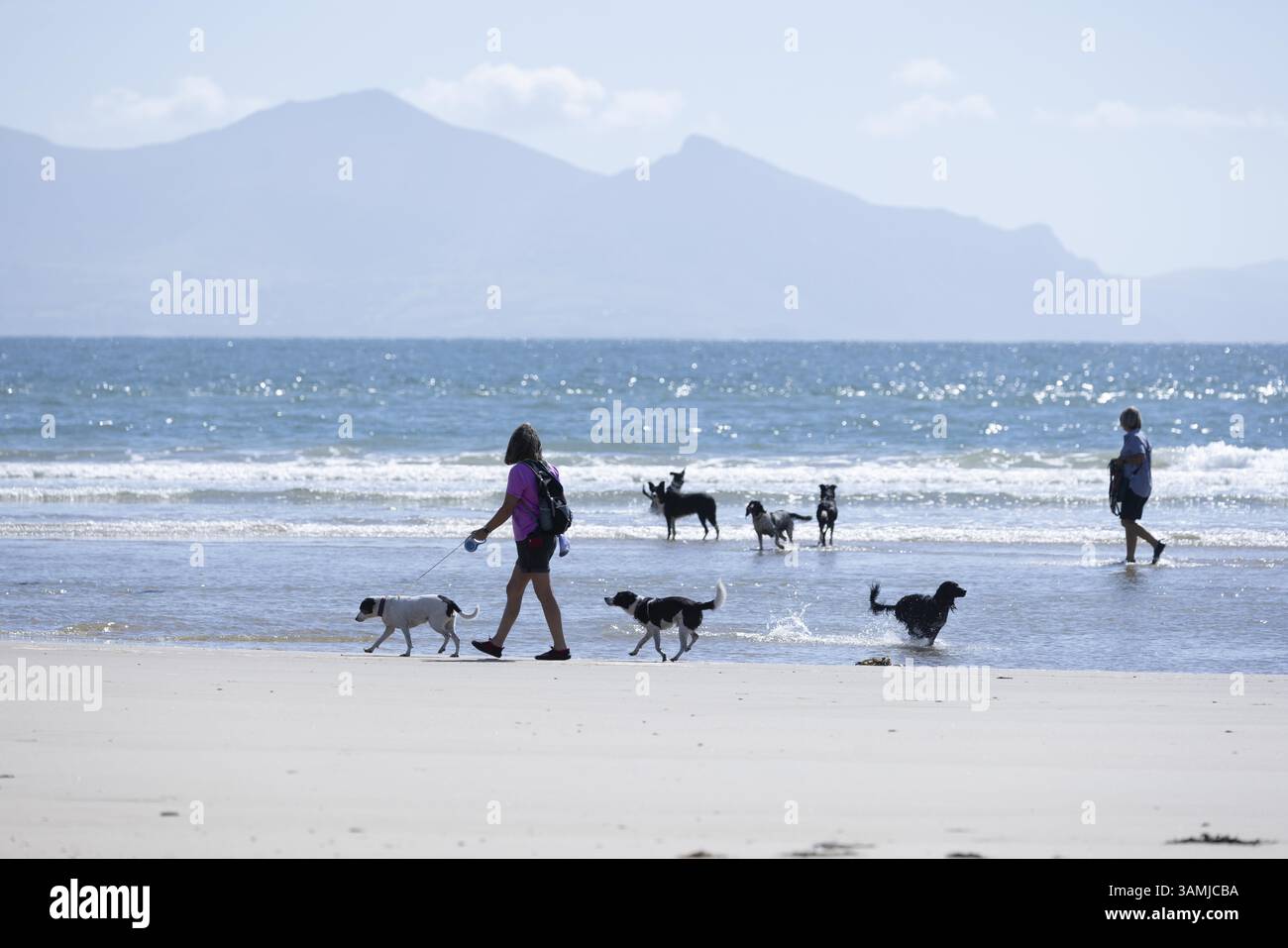 Cani da passeggio donne sulla spiaggia, Newborough, Anglesey, Galles, Gran Bretagna Foto Stock