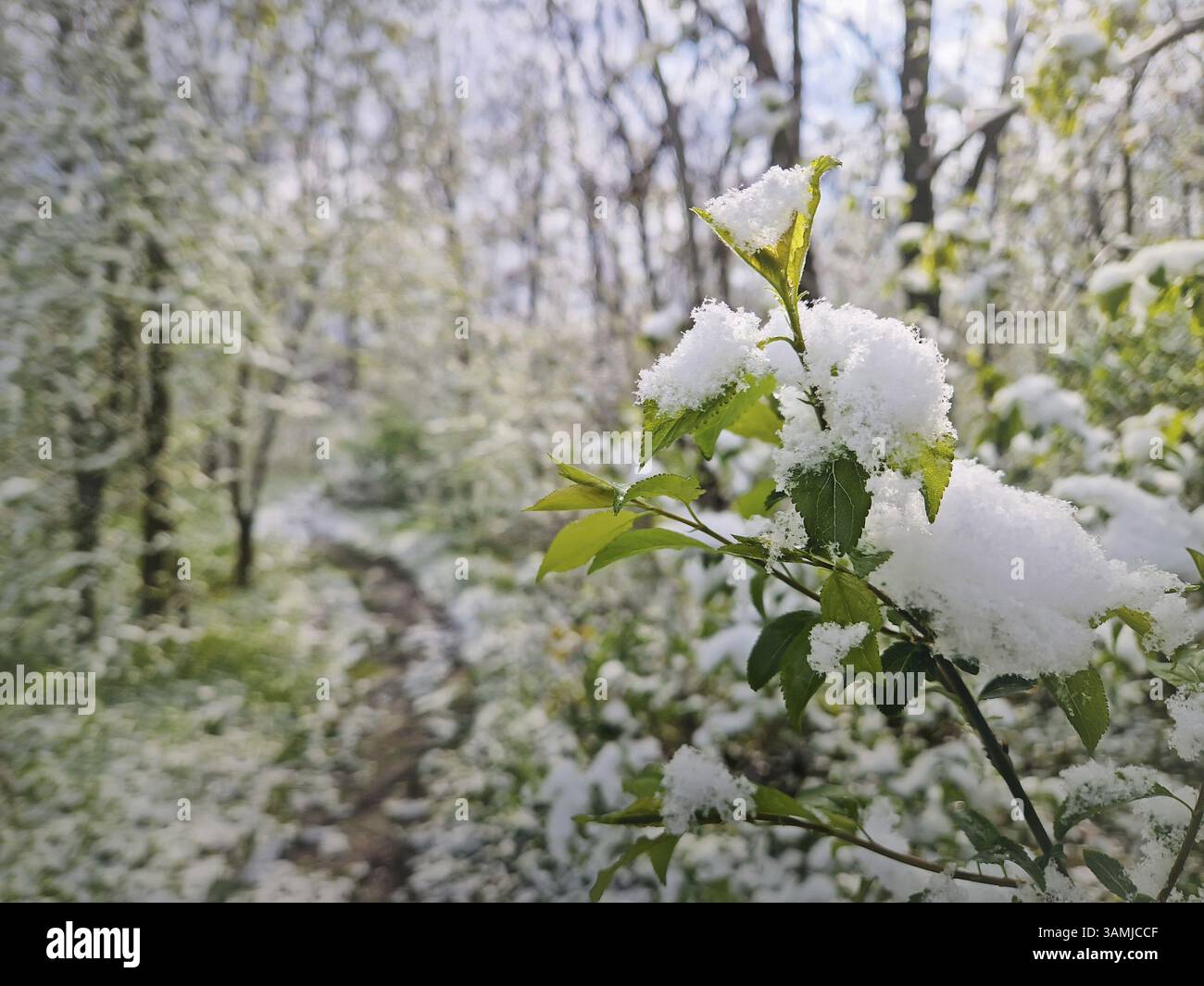 Primo piano di un ramo in erba con piccole foglie verdi ricoperte di neve fresca. Vivace vegetazione forestale dopo una tempesta di neve ad aprile. Tempo insolito di tarda notte Foto Stock