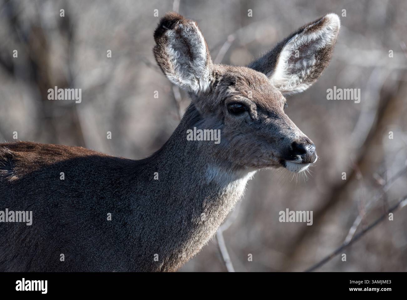 Mule cervi, Wallowa Valley, Oregon. Foto Stock