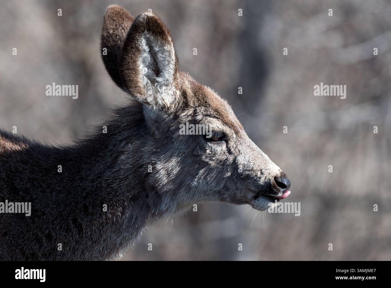 Mule cervi, Wallowa Valley, Oregon. Foto Stock