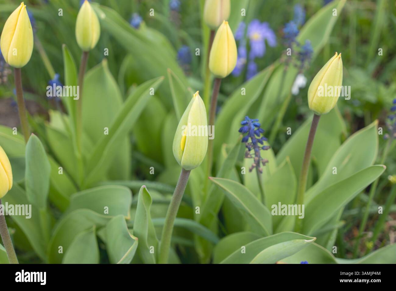 Boccioli di tulipani gialli freschi tra le foglie di primavera Foto Stock