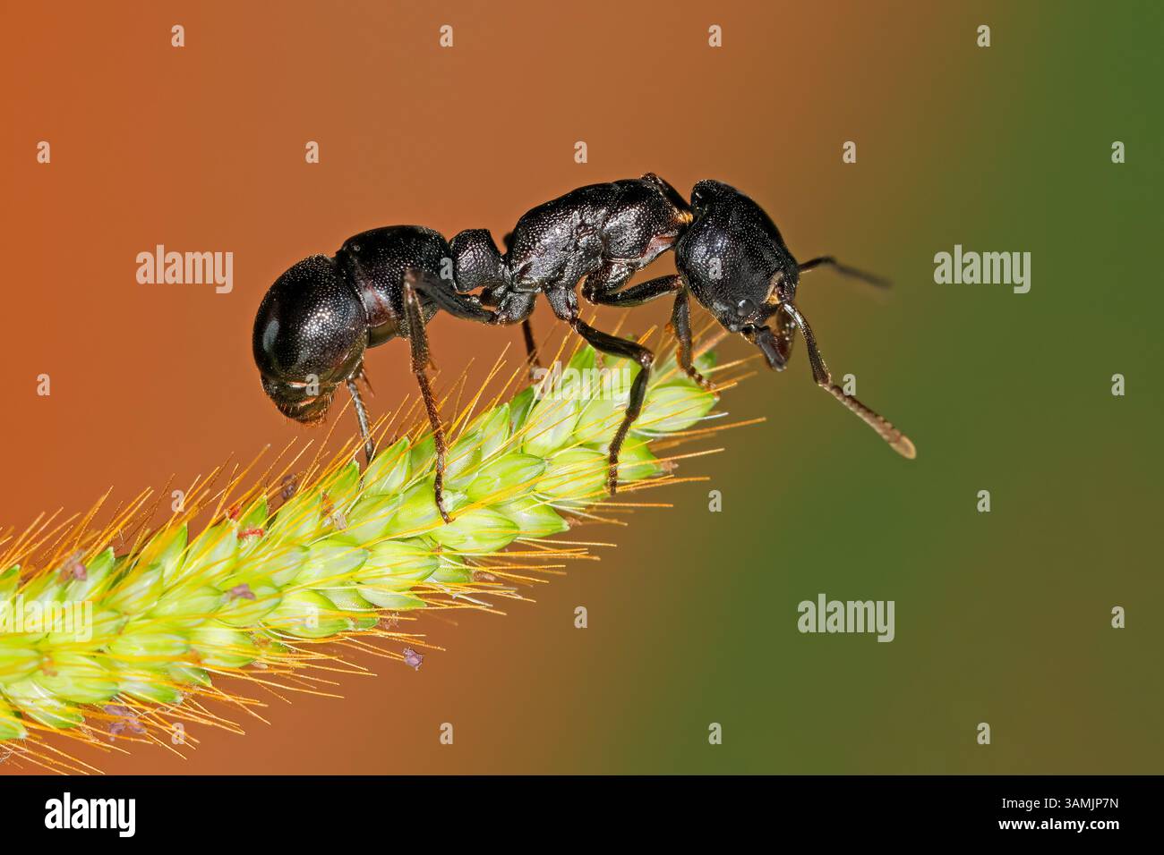 Una grossa formica africana nera seduta su una pianta, in Sudafrica Foto Stock