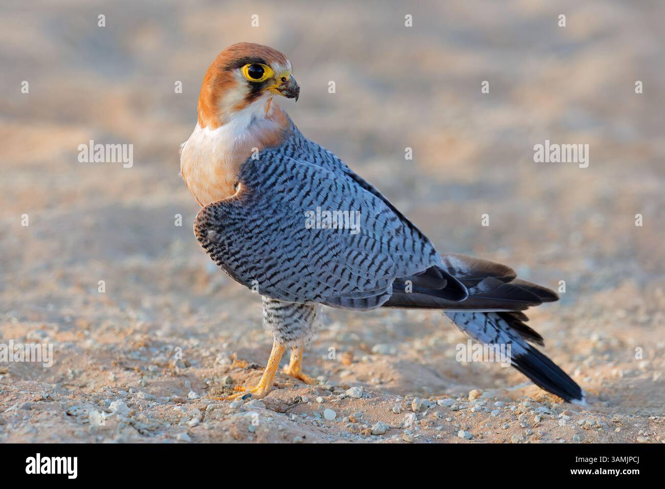 Un Rosso Colli (Falcon Falco chicquera) seduto a terra, deserto Kalahari, Sud Africa Foto Stock