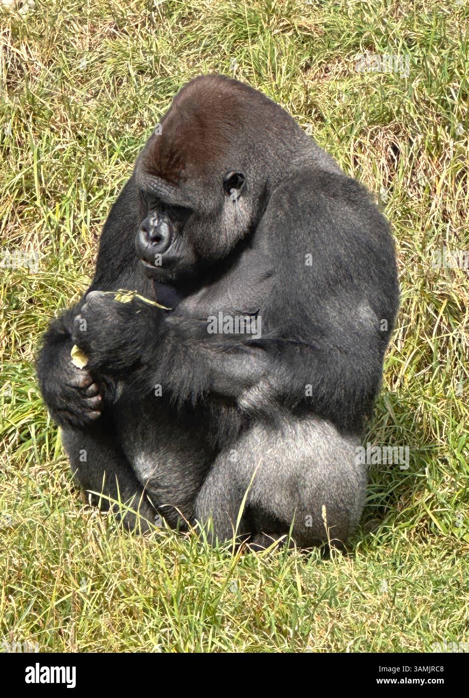 WESTERN Lowland Gorilla (Gorilla gorilla gorilla) presso Orana Wildlife Park, Mcleans Island, Christchurch (Ōtautahi), Canterbury Region, nuova Zelanda Foto Stock