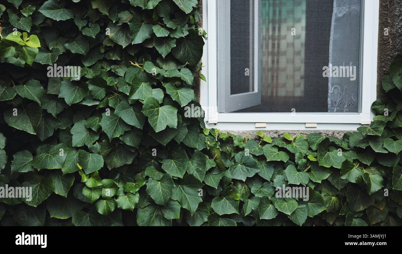 La lussureggiante edera verde sale un muro di un edificio, oscurando parzialmente una finestra aperta, creando una tranquilla scena in crimea, sulla costa del Mar Nero Foto Stock