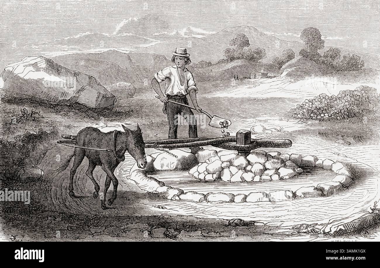 Contadino che usa il maneggio messicano con un mulo per la lavorazione del minerale d'oro, XIX secolo. Da Voyage in California di L. Simonin, 1859. Apparso in le Tour du Monde, pubblicato nel 1862. Foto Stock