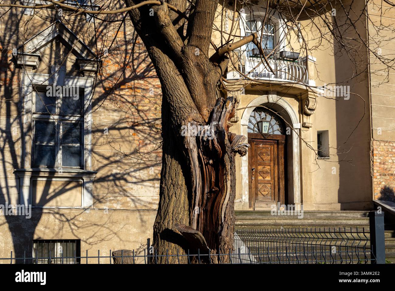 Albero intempestivo con corteccia centrale esposta di fronte a un vecchio edificio residenziale urbano con porta ad arco in legno, fusa nella calda luce pomeridiana Foto Stock