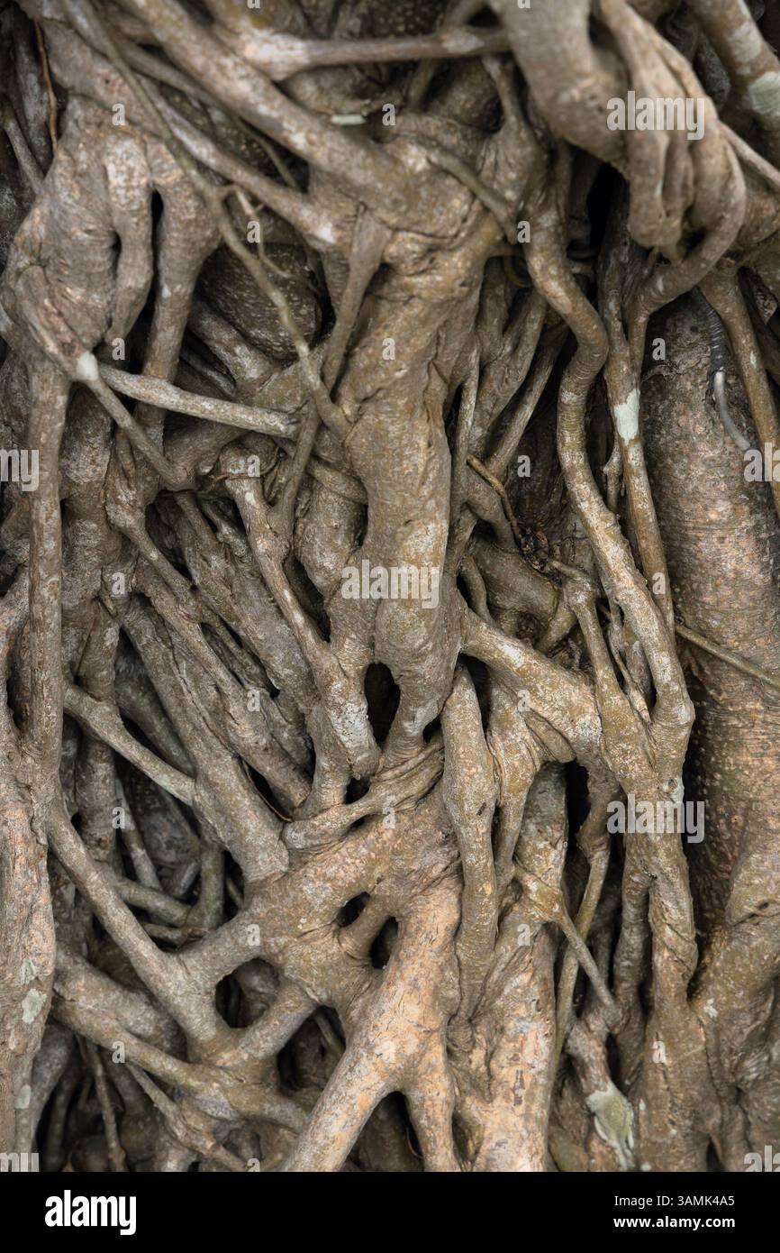 Complesso intrecciato di alberi tropicali di Banyan Foto Stock