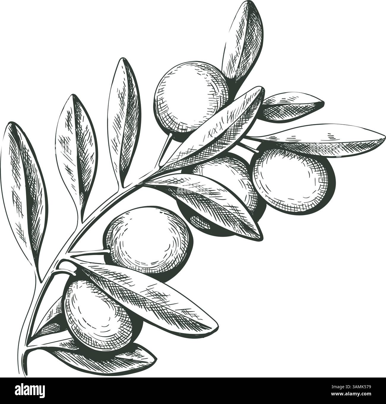 Incisione di ramoscelli d'ulivo Illustrazione Vettoriale