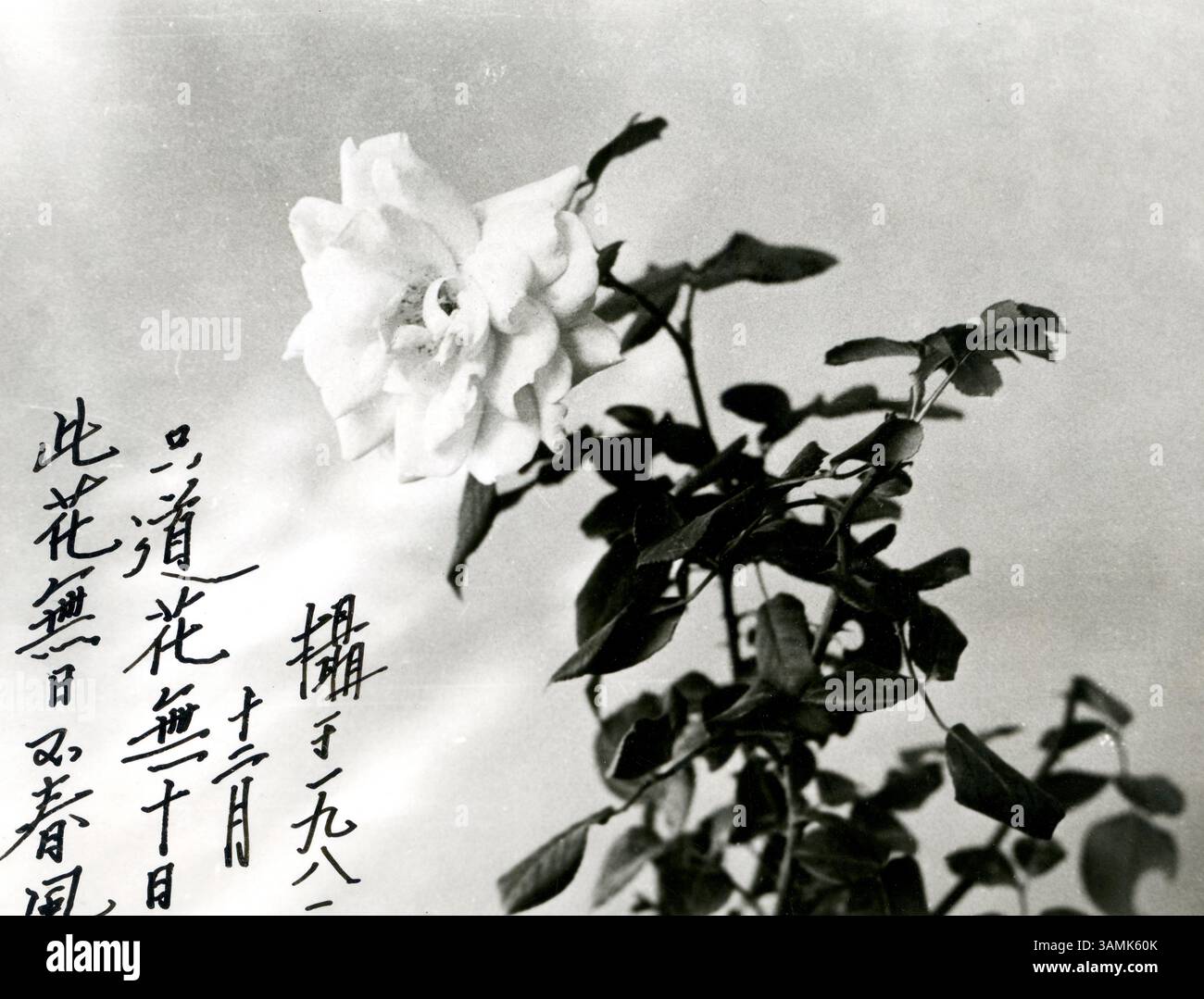 Fotografia in bianco e nero di Rosa con calligrafia - elegante arte floreale, tradizionale estetica cinese Foto Stock