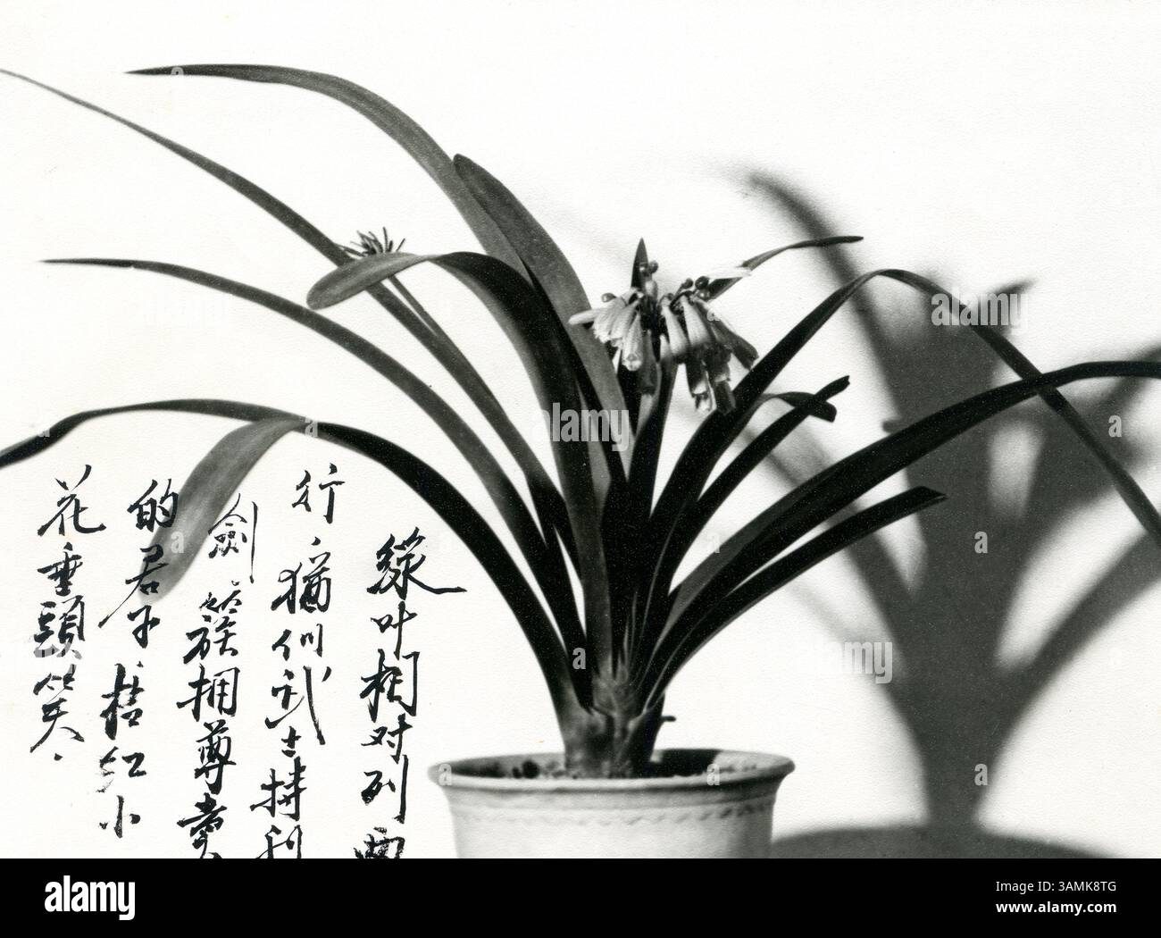 Fotografia in bianco e nero di Clivia Miniata in fiore con calligrafia cinese - elegante arte floreale Foto Stock