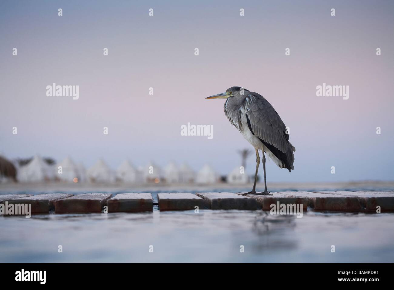 Un uccello grigio cammina lungo i mattoni sulla superficie dell'acqua a Marsa Alam, in Egitto. Foto Stock