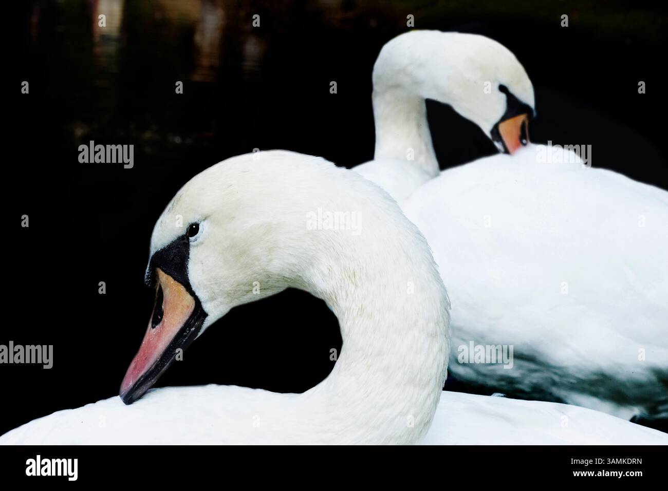 Due cigni Foto Stock