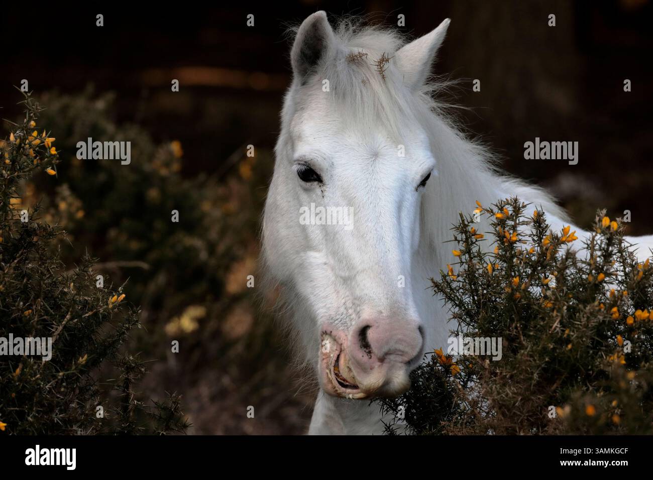 Un pony bianco della New Forest, in piedi a mangiare le gorse. Headshot rivolto verso la fotocamera. Foto Stock