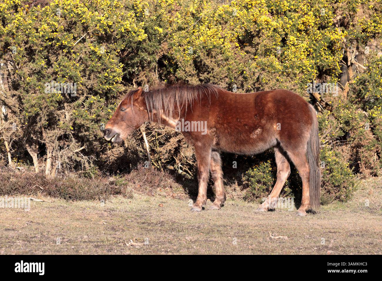 Un pony marrone della New Forest, che mangia erba e cavoli. Rivolto a sinistra. Foto Stock