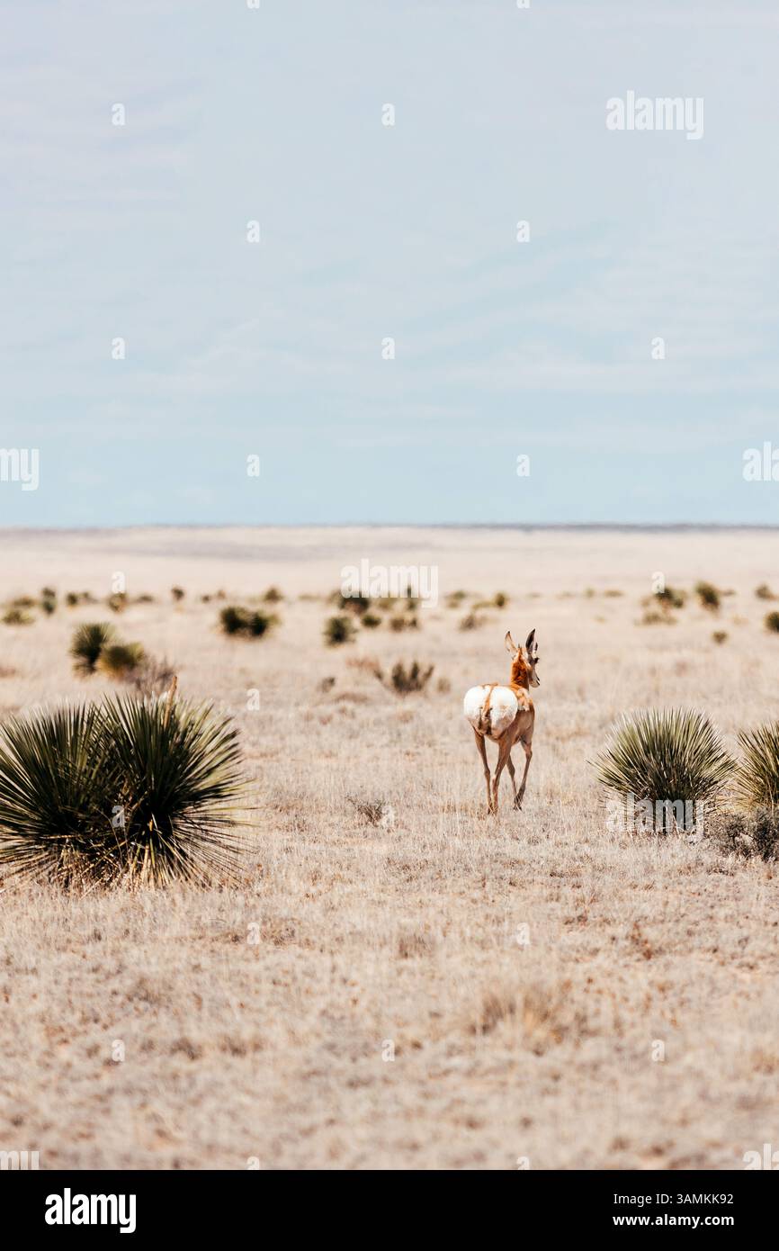 Antilope di Pronghorn nel arido paesaggio desertico del Texas, rivolto verso l'esterno Foto Stock