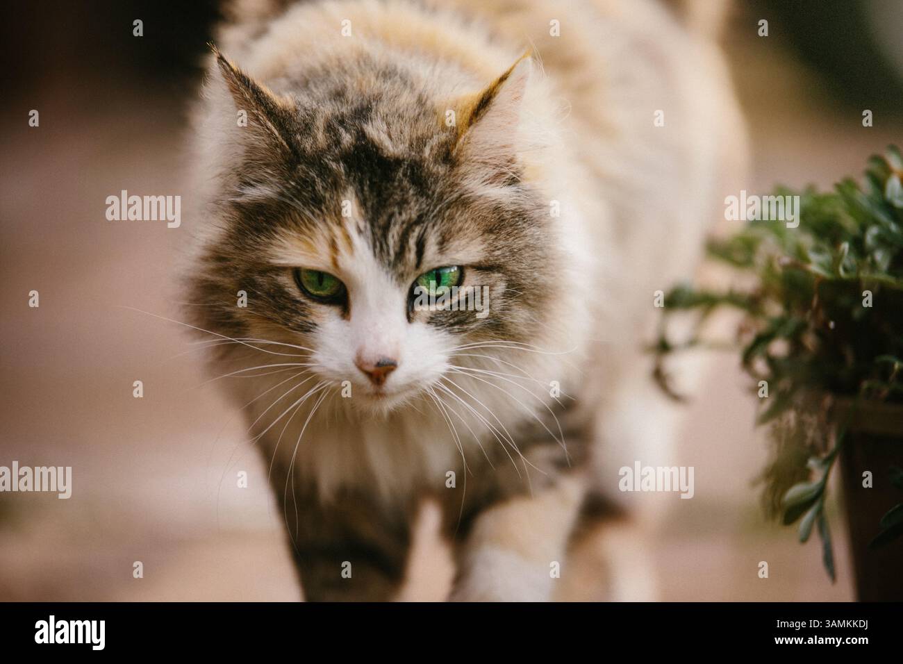 Gatto dagli occhi verdi che cammina verso la fotocamera Foto Stock