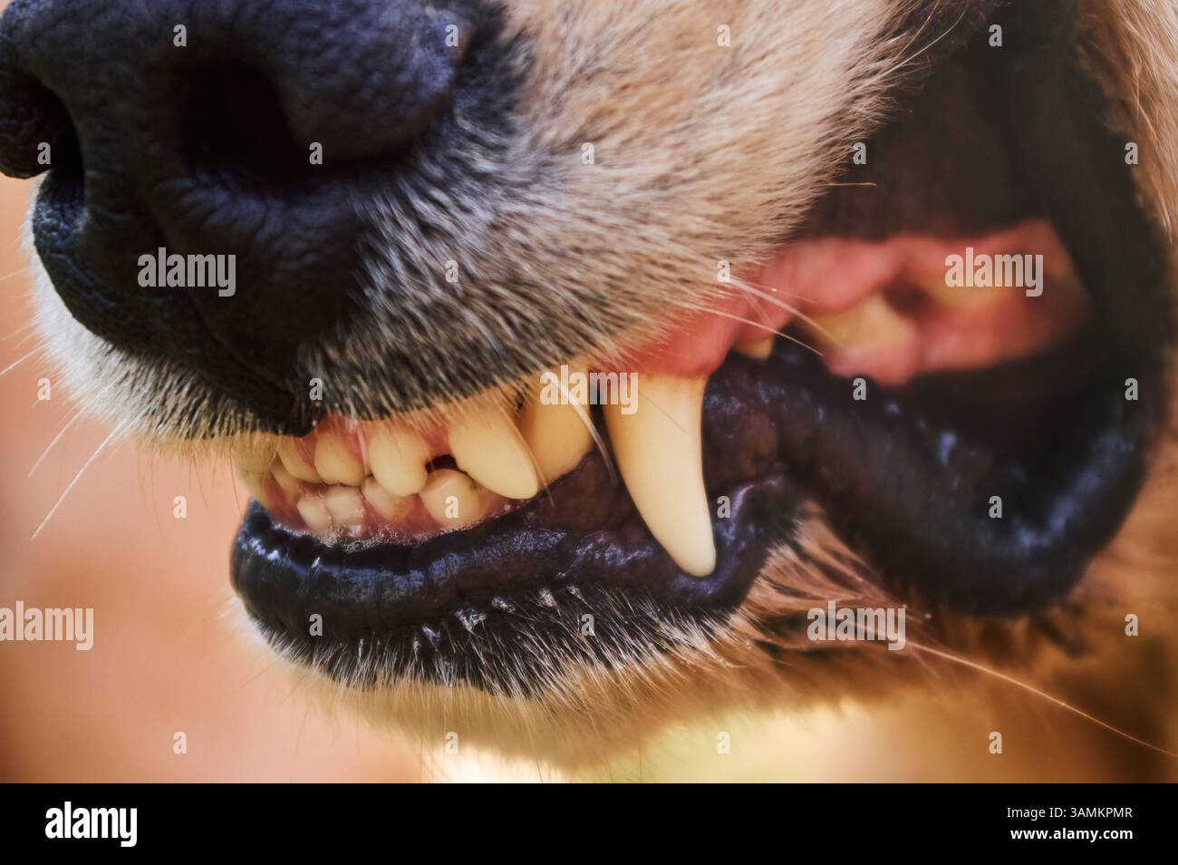 Avvertimento di Guard Dog: Uno sguardo più da vicino Foto Stock