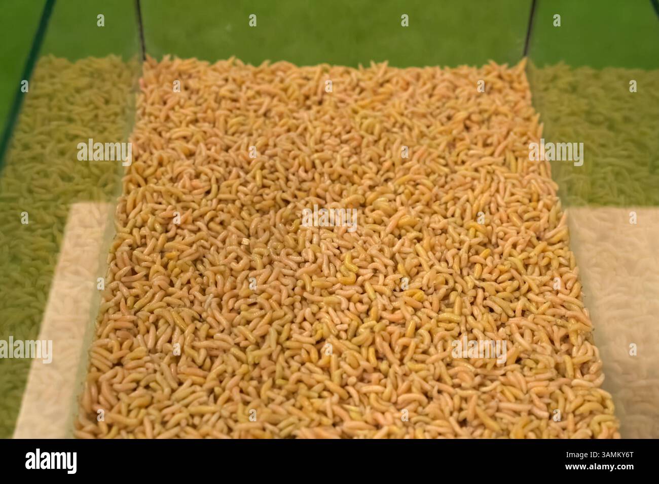 Larve di mosca. BRULICANTI LARVE DI MOSCA per esperimenti Foto Stock